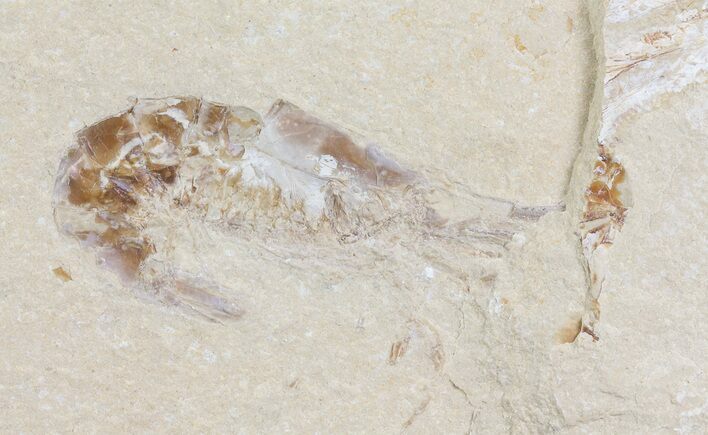 Cretaceous Fossil Shrimp - Lebanon #69990
